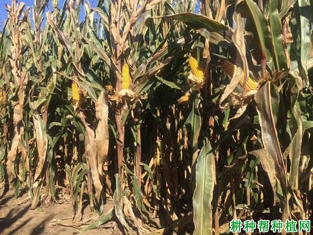 辽单588玉米品种好不好? 辽单588玉米品种好不好?