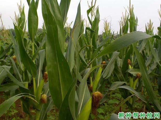 沈玉21玉米品种好不好? 沈玉21玉米品种好不好?