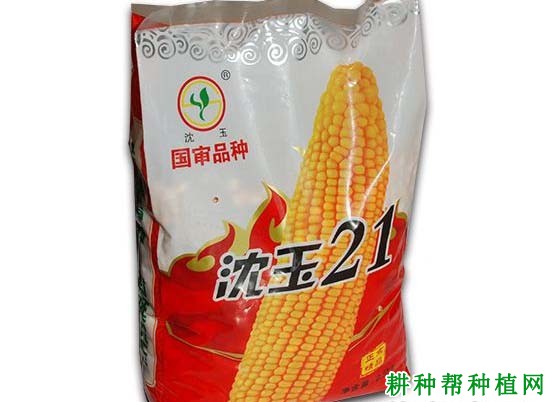 沈玉21玉米品种好不好? 沈玉21玉米品种好不好?