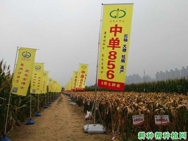 中单856玉米品种好不好? 中单856玉米品种好不好?