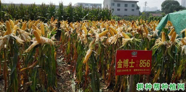 中单856玉米品种好不好? 中单856玉米品种好不好?