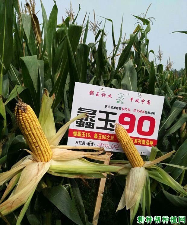 蠡玉90玉米品种好不好? 蠡玉90玉米品种好不好?