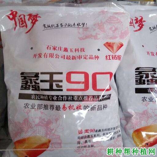 蠡玉90玉米品种好不好? 蠡玉90玉米品种好不好?