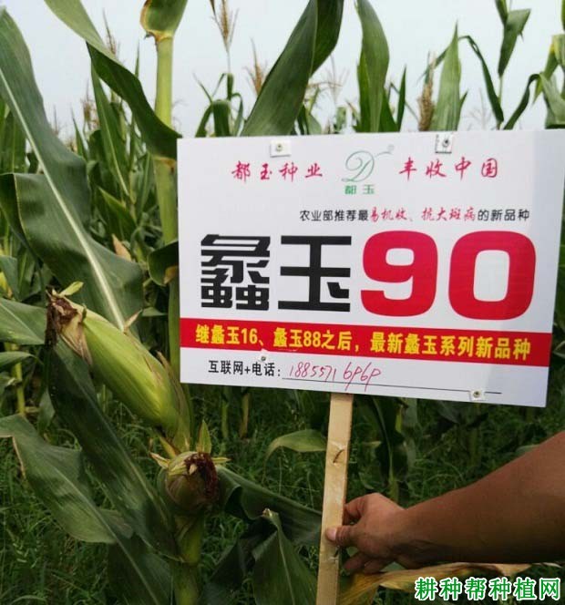 蠡玉90玉米品种好不好? 蠡玉90玉米品种好不好?
