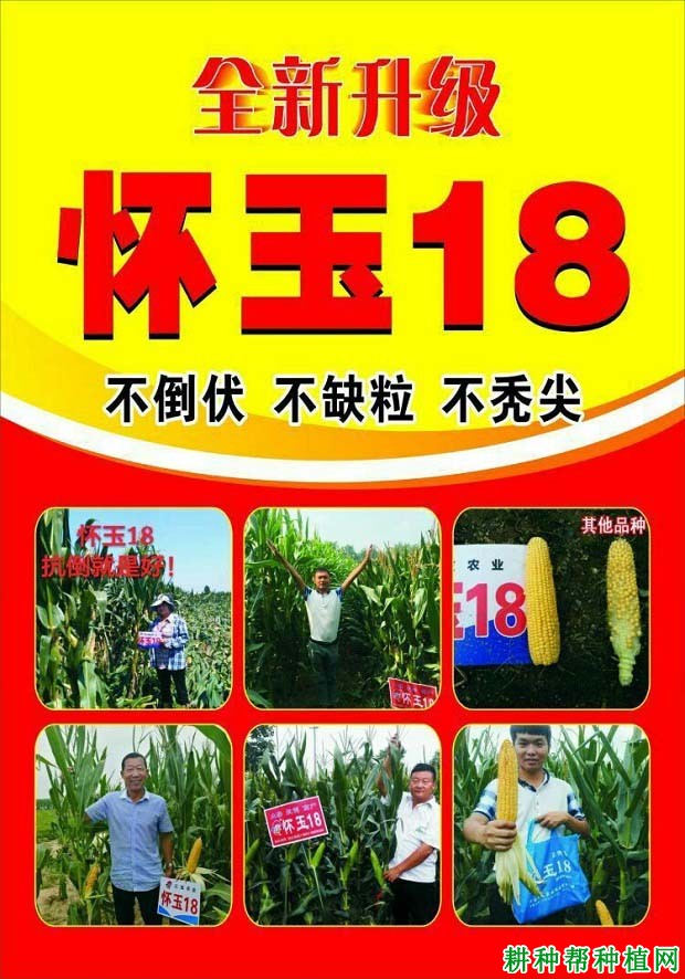 怀玉18玉米品种好不好? 怀玉18玉米品种好不好?
