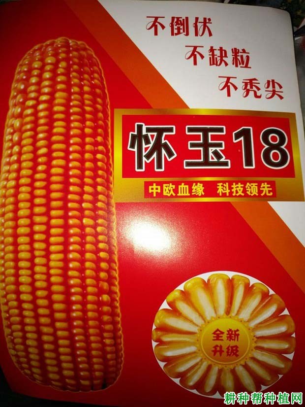 怀玉18玉米品种好不好? 怀玉18玉米品种好不好?