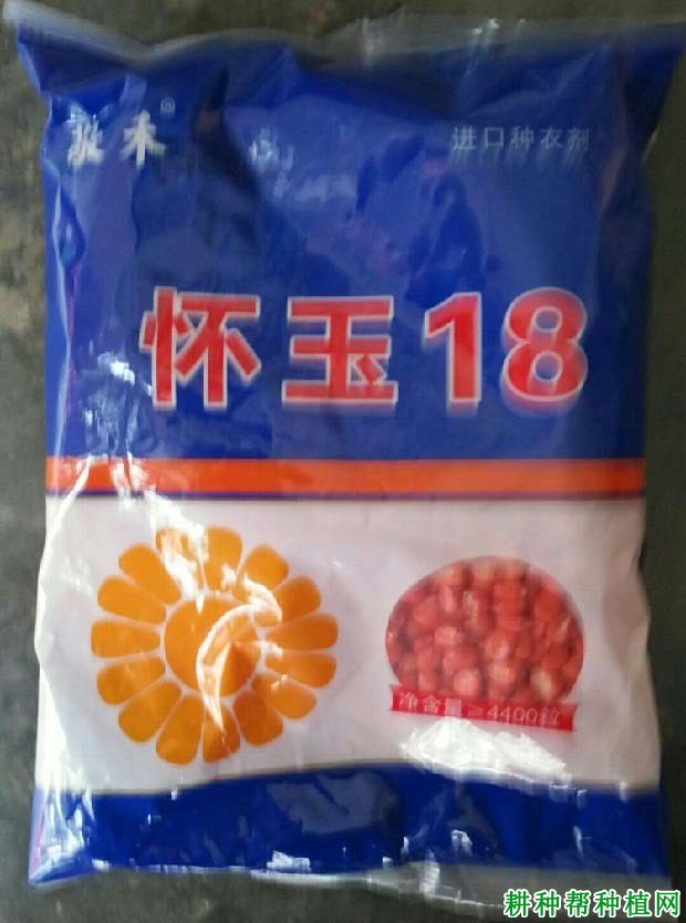 怀玉18玉米品种好不好? 怀玉18玉米品种好不好?