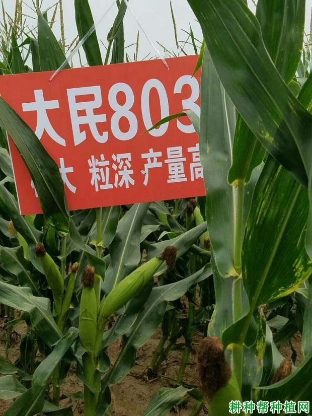 大民803玉米品种好不好? 大民803玉米品种好不好?