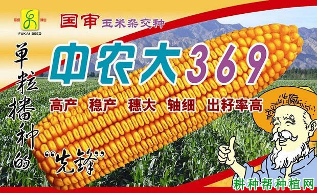 中农大369玉米品种好不好? 中农大369玉米品种好不好?