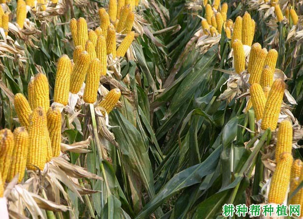 中农大369玉米品种好不好? 中农大369玉米品种好不好?