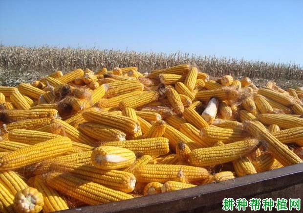 中农大369玉米品种好不好? 中农大369玉米品种好不好?