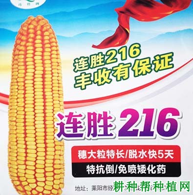 连胜216玉米品种好不好? 连胜216玉米品种好不好?