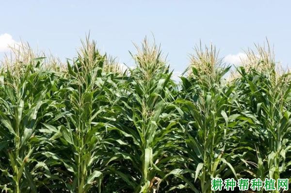 连胜216玉米品种好不好? 连胜216玉米品种好不好?