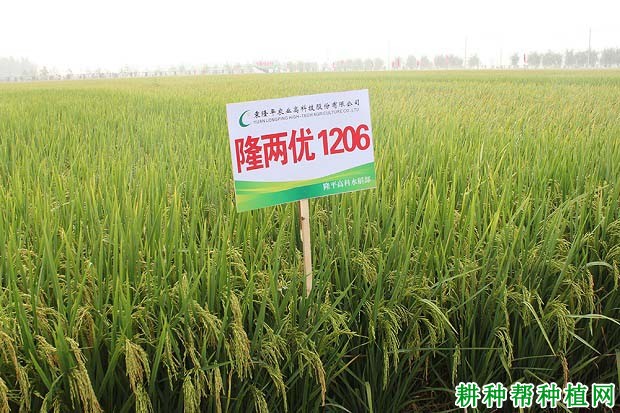 隆两优1206水稻品种好不好? 隆两优1206水稻品种好不好?