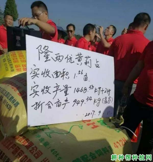 怀玉5288玉米品种好不好? 怀玉5288玉米品种好不好?
