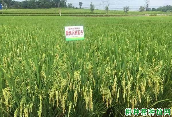 隆两优黄莉占水稻品种好不好? 隆两优黄莉占水稻品种好不好?