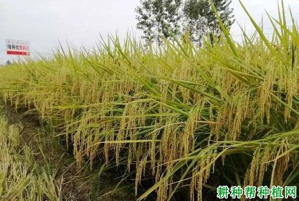 隆两优黄莉占水稻品种好不好? 隆两优黄莉占水稻品种好不好?