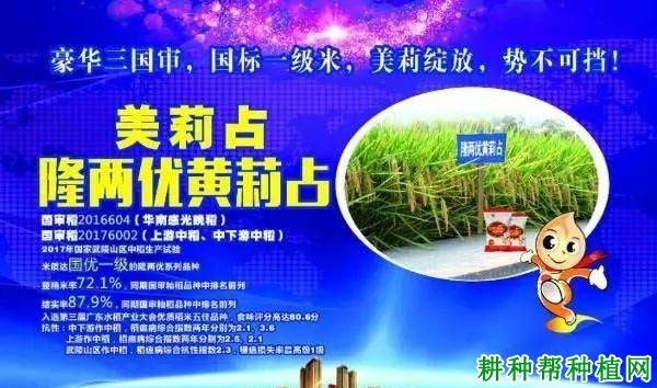 隆两优黄莉占水稻品种好不好? 隆两优黄莉占水稻品种好不好?