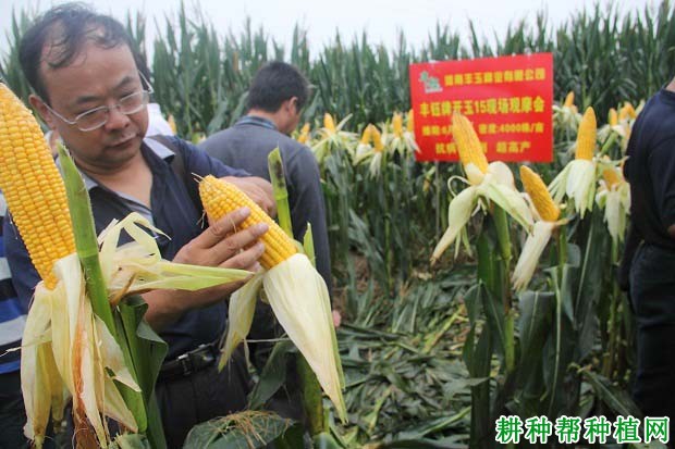 开玉15玉米品种好不好? 开玉15玉米品种好不好?