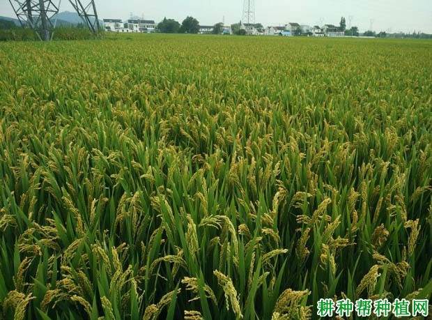 武运粳30号水稻品种好不好? 武运粳30号水稻品种好不好?