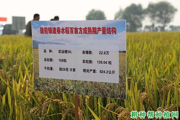 武运粳30号水稻品种好不好? 武运粳30号水稻品种好不好?