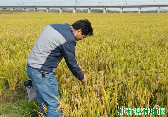 武运粳30号水稻品种好不好? 武运粳30号水稻品种好不好?