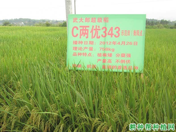C两优343水稻品种好不好? C两优343水稻品种好不好?