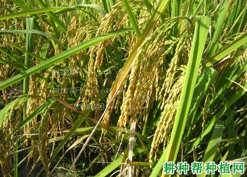 C两优343水稻品种好不好? C两优343水稻品种好不好?