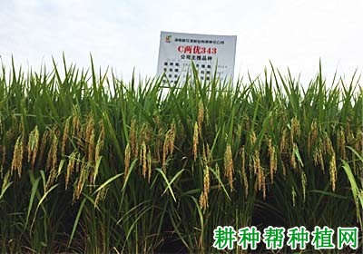 C两优343水稻品种好不好? C两优343水稻品种好不好?