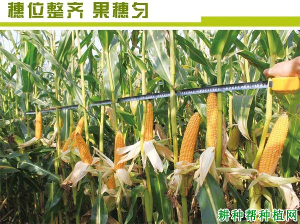 先达101玉米品种好不好? 先达101玉米品种好不好?