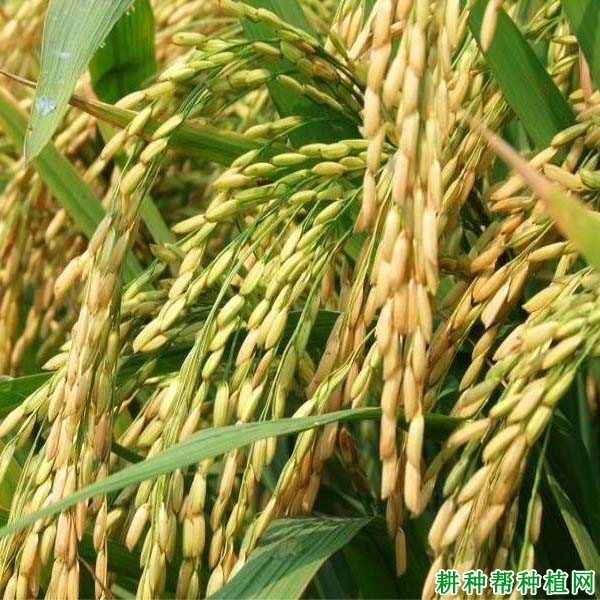 新两优917水稻品种好不好? 新两优917水稻品种好不好?