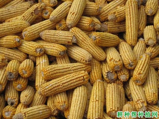 济丰96玉米品种好不好? 济丰96玉米品种好不好?