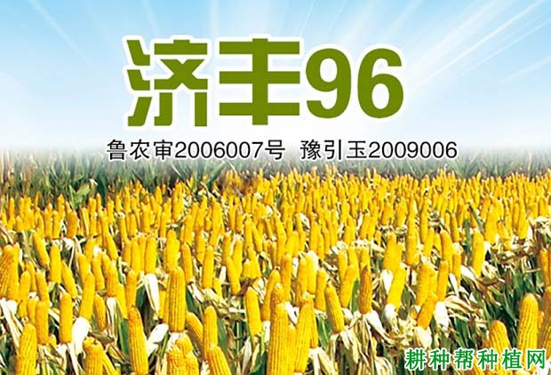 济丰96玉米品种好不好? 济丰96玉米品种好不好?