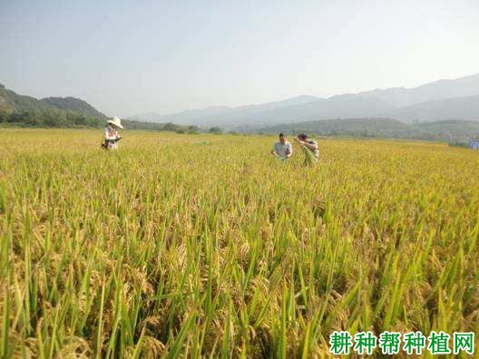 甬优1540水稻品种好不好? 甬优1540水稻品种好不好?