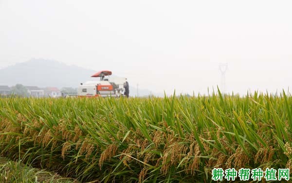 中早39水稻品种好不好? 中早39水稻品种好不好?