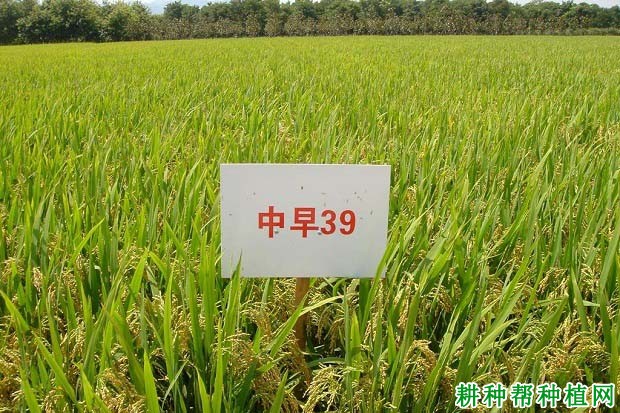 中早39水稻品种好不好? 中早39水稻品种好不好?