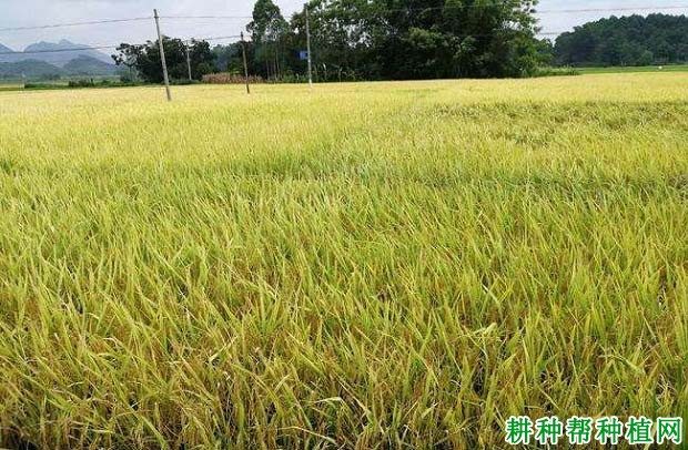 野香优3号水稻品种好不好? 野香优3号水稻品种好不好?