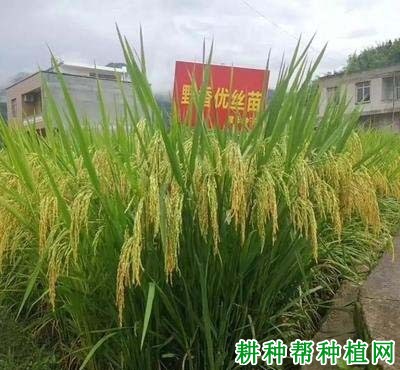 野香优3号水稻品种好不好? 野香优3号水稻品种好不好?