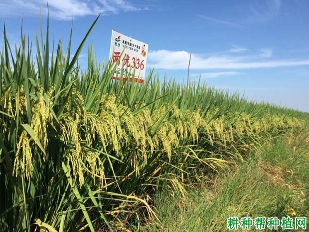 两优336水稻品种好不好? 两优336水稻品种好不好?