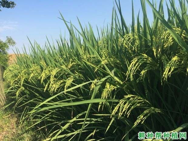 两优336水稻品种好不好? 两优336水稻品种好不好?