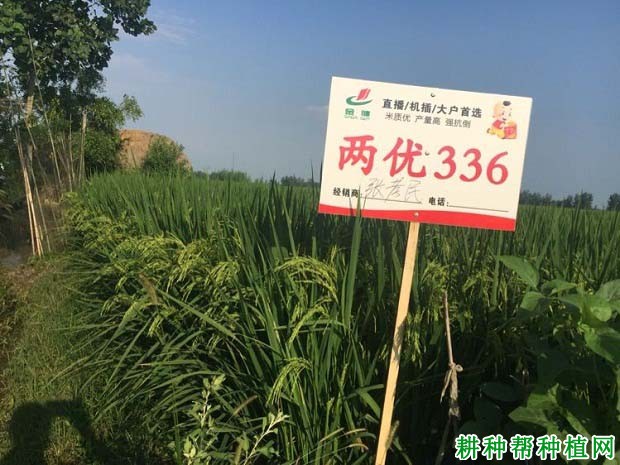 两优336水稻品种好不好? 两优336水稻品种好不好?