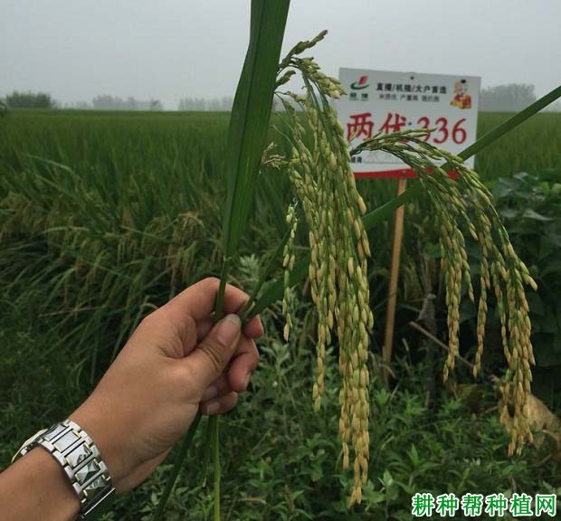 两优336水稻品种好不好? 两优336水稻品种好不好?