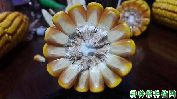金庆117玉米品种好不好? 金庆117玉米品种好不好?