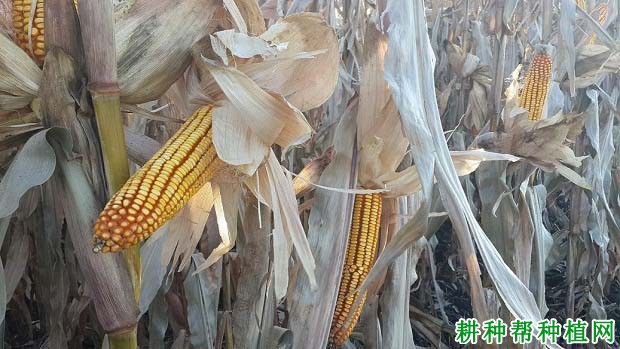 金庆117玉米品种好不好? 金庆117玉米品种好不好?