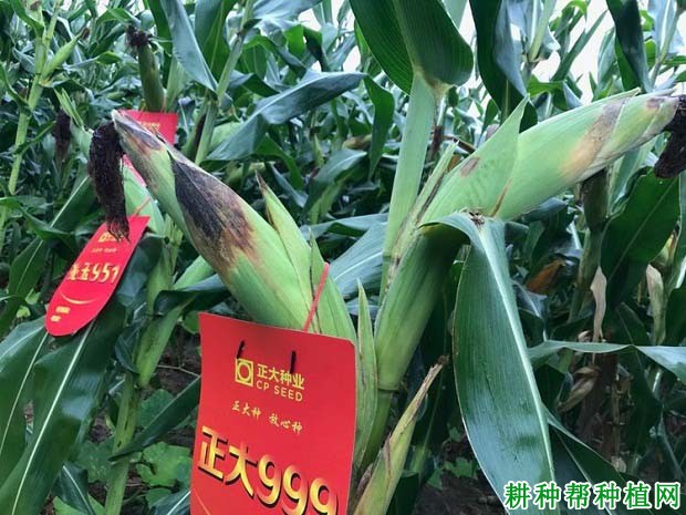 正大999玉米品种好不好? 正大999玉米品种好不好?