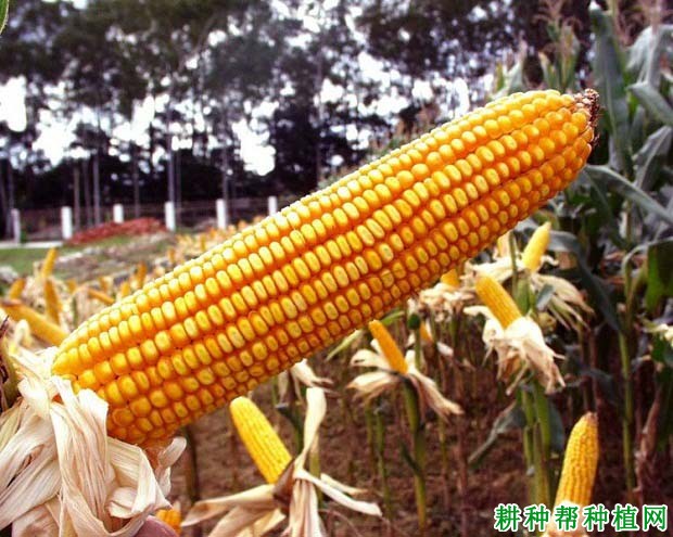 正大999玉米品种好不好? 正大999玉米品种好不好?