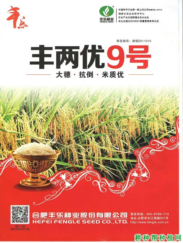 丰两优9号水稻品种好不好？