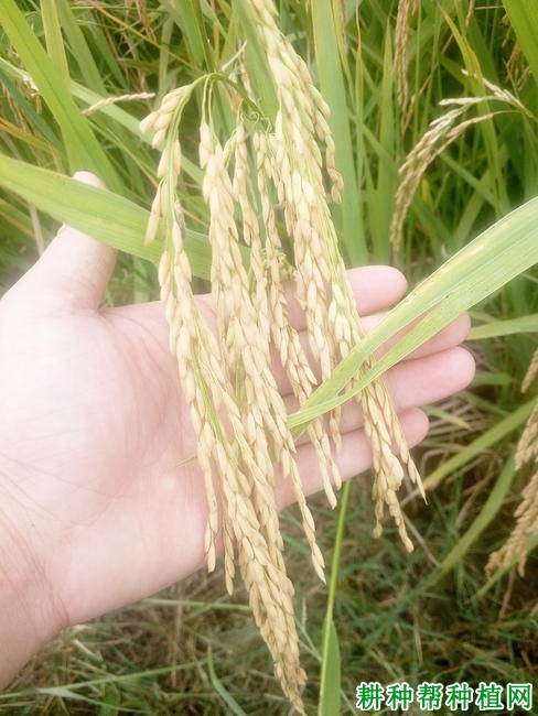 新稻18号水稻品种好不好? 新稻18号水稻品种好不好?