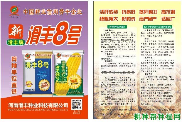 滑丰8号玉米品种好不好? 滑丰8号玉米品种好不好?