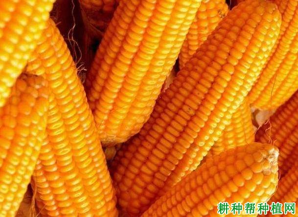 滑丰8号玉米品种好不好? 滑丰8号玉米品种好不好?